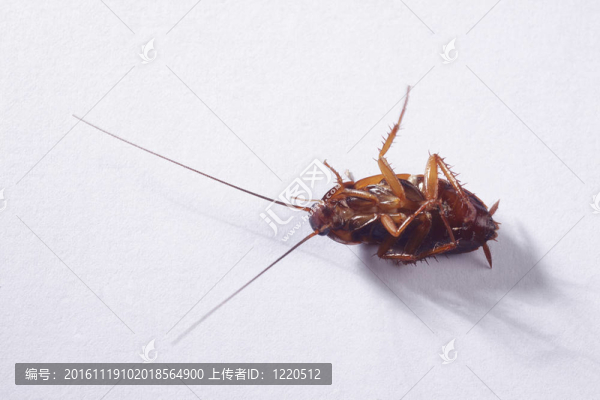 蟑螂