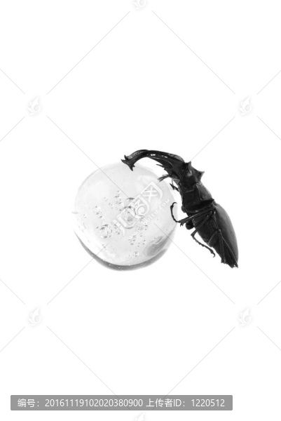 鹿角甲蟲