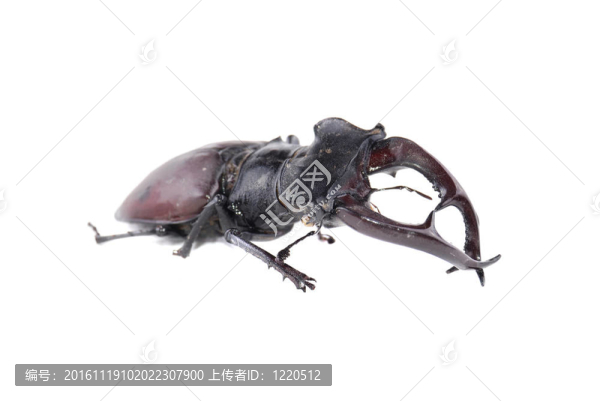 鹿角甲蟲
