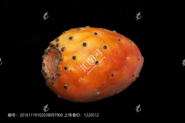 仙人掌的果實(shí)