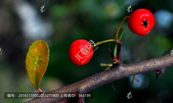 紅豆