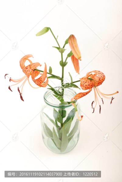 百合，橙