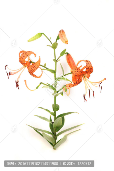 百合，橙