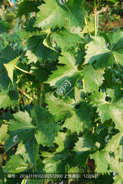 綠色多汁的葉子-匯圖網(wǎng) www.fosd68.com 綠色多汁的葉子