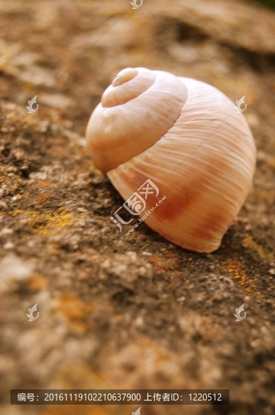 殼2