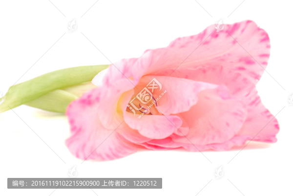 粉色劍蘭