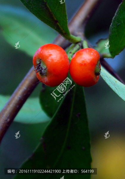 紅豆