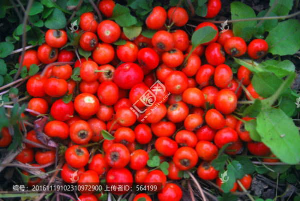 紅豆