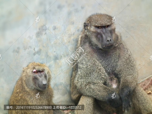 baboon9