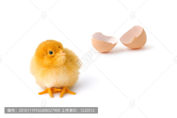 新生嬰兒的雞