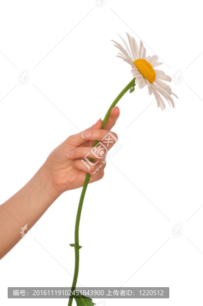 大的白色雛菊