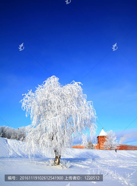 雪中的樹