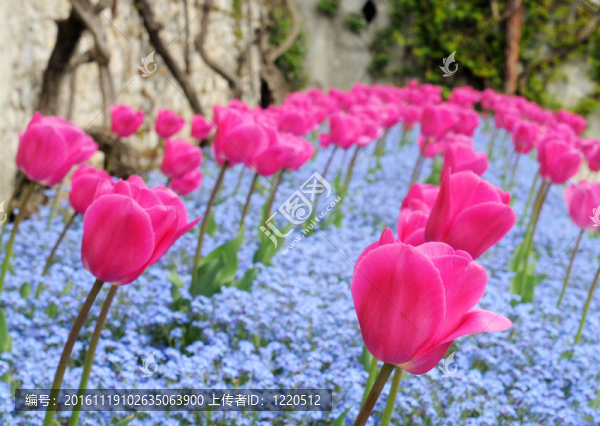粉紅色的郁金香花壇和勿忘我；淺景深