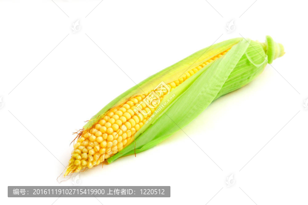 白穗上的玉米穗