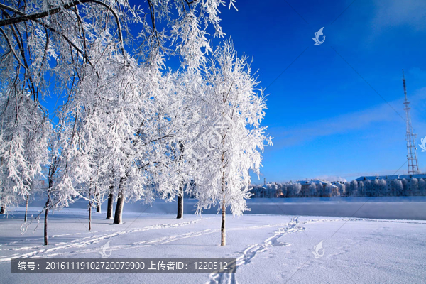 雪中的樹