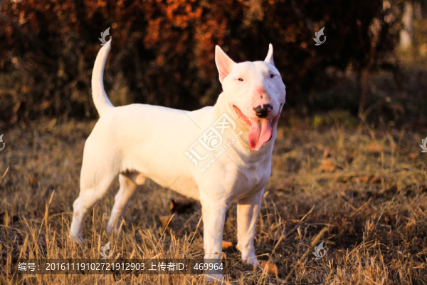 牛頭梗