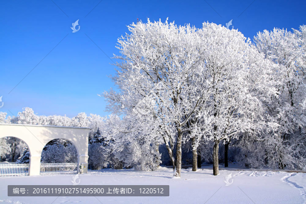 雪中的樹