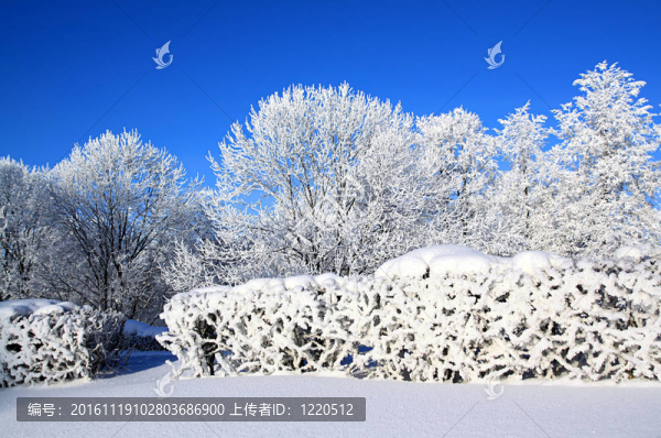 雪中的樹