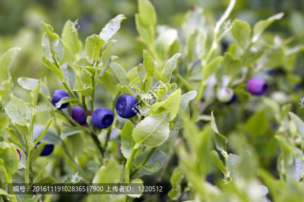 藍(lán)莓灌木
