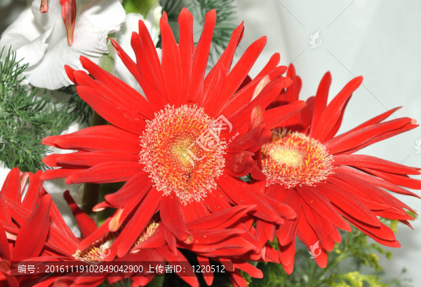 紅太陽