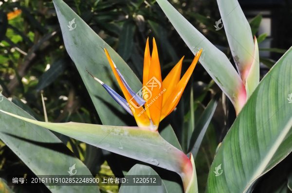 天堂鳥(niǎo)