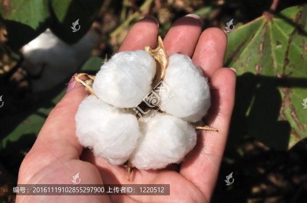 成熟的棉桃