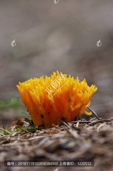 黃色的珊瑚菌