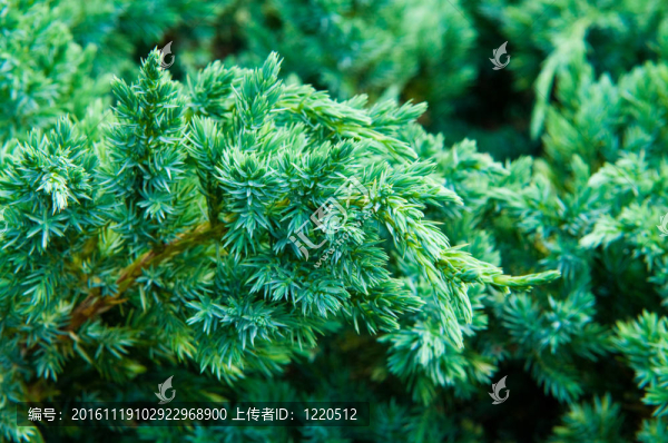 Juniper公司的特寫