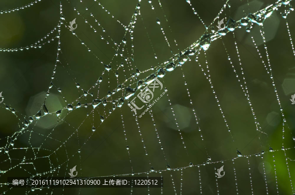帶著晶瑩的露珠的蛛網(wǎng)