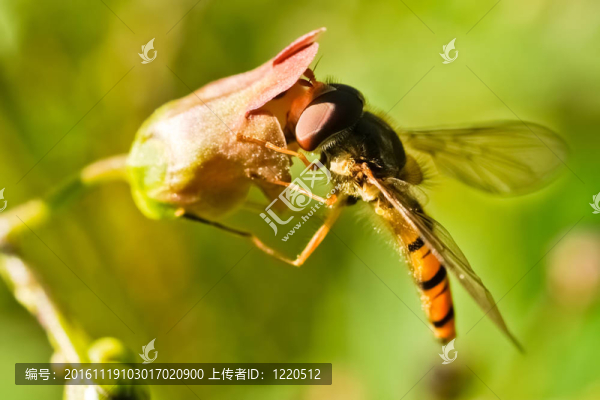 Hoverfly（Episyrphus,balteatus）