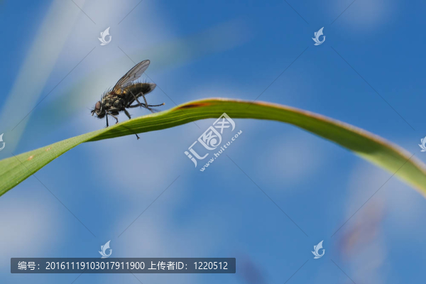 飛草-匯圖網(wǎng) www.fosd68.com 飛草