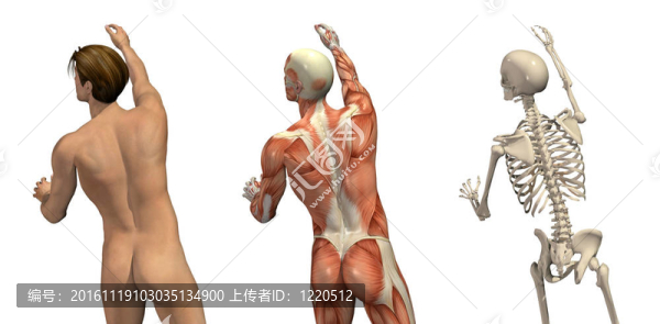 覆蓋將達(dá)到解剖