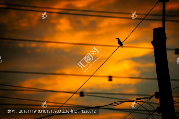 一只鳥在夕陽(yáng)下的輪廓。