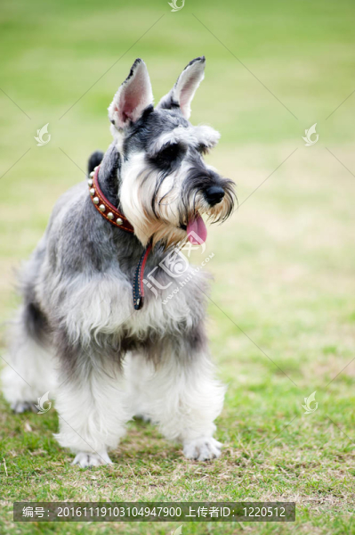 迷你雪納瑞犬