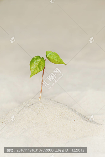 植物