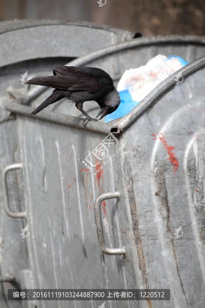垃圾場上的鳥
