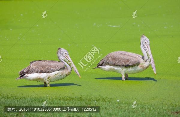 雄偉的Dalmatian,pelican