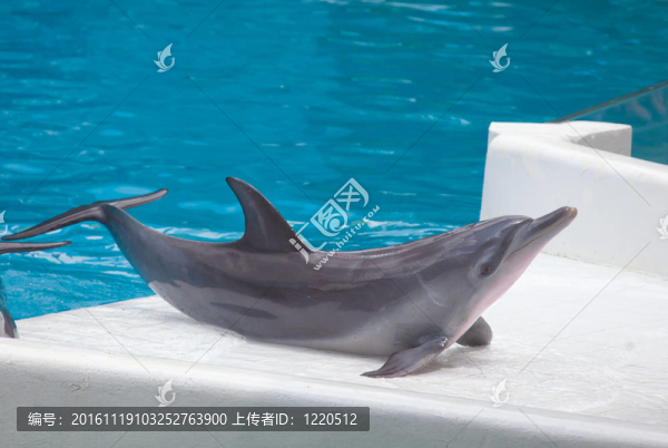 海豚表演