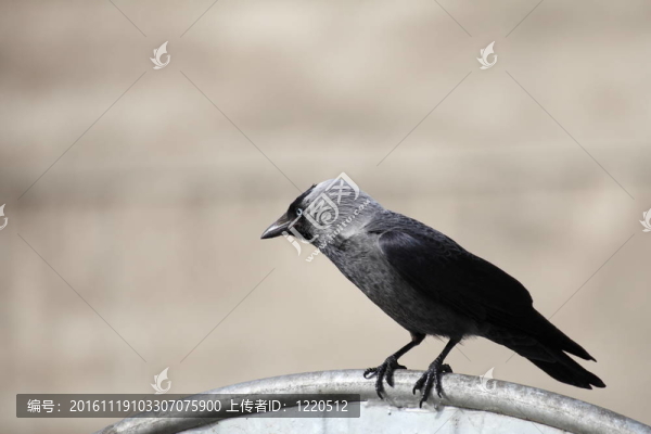 垃圾場上的鳥