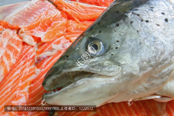 三文魚(yú)頭