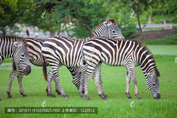 斑馬吃
