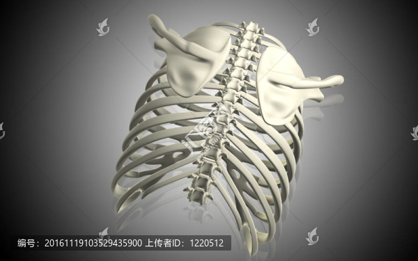 頸骨