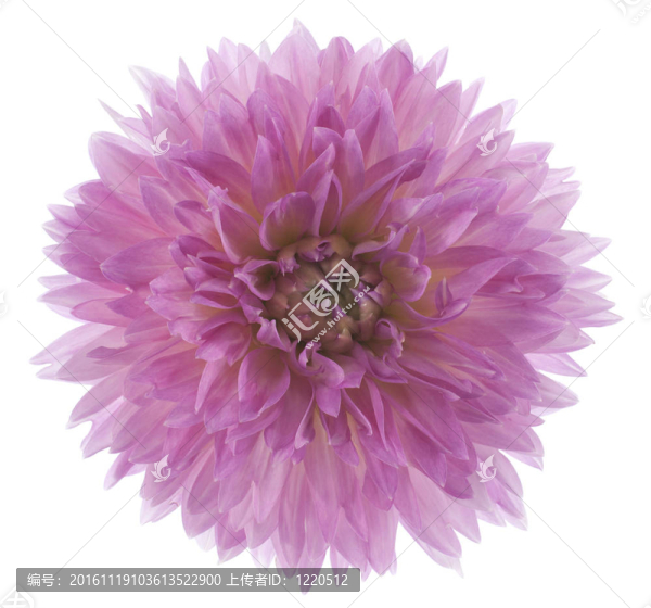 大麗花-匯圖網(wǎng) www.fosd68.com 大麗花