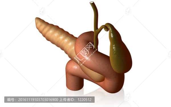 胰腺