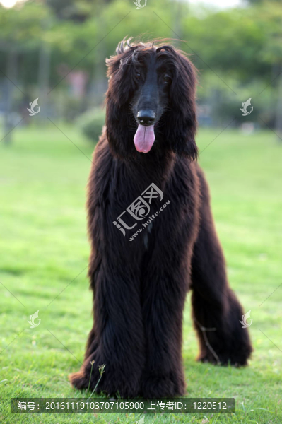 黑色阿富汗獵犬