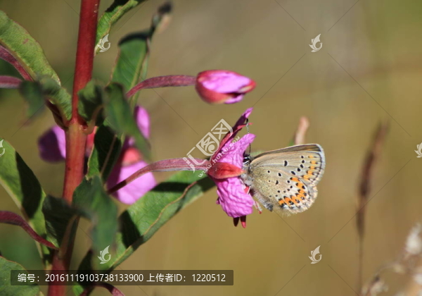 蔚藍的ajonc蝴蝶（普通Argus）