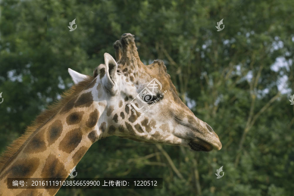 長頸鹿