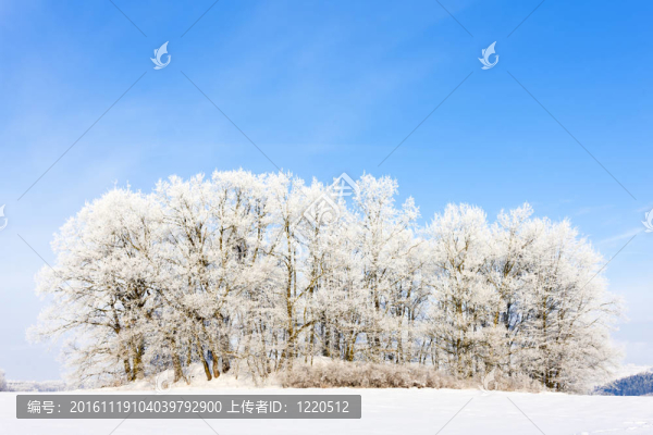 捷克共和國的冬景；