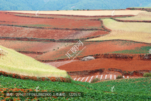場景觀
