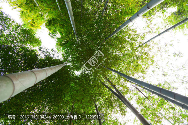竹林